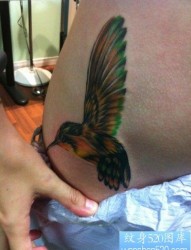 女孩子腹部彩色小蜂鸟纹身图片