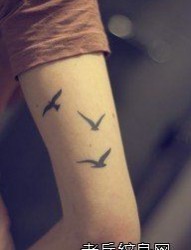 女人手臂小海鸥纹身图片