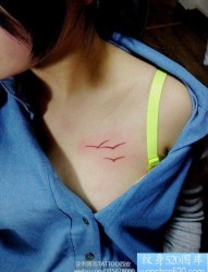 女人胸部小巧的海鸥纹身图片