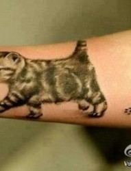 手臂可爱小巧的猫咪纹身图片