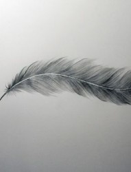 一张唯美漂亮的羽毛英文纹身