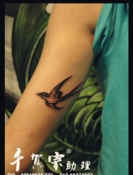 女人手臂内侧小巧时尚的燕子纹身图片