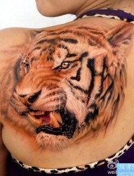 一幅女人肩部老虎纹身图片有纹身520图库推荐