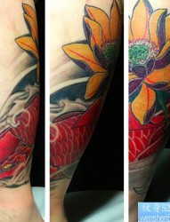 小腿红鲤鱼荷花纹身图案