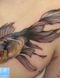 一幅胸部彩色金鱼纹身作品