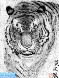 老虎纹身手稿图案