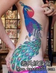 女性腰部彩色孔雀纹身图案