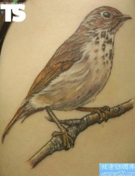 背部一款个性很看的鹰纹身图案