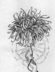 一款菊花纹身手稿图案