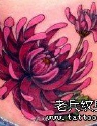 一组菊花纹身手稿图案