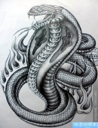 一组黑灰素描蛇纹身图案