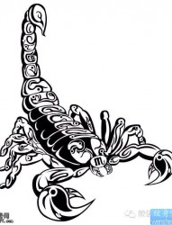蝎子纹身手稿图片