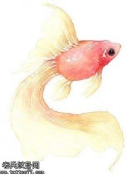 水墨彩色金鱼纹身手稿图片