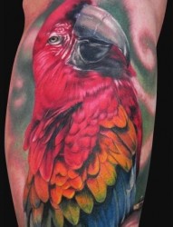 腿部彩色鹦鹉纹身纹身图案