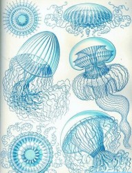 一款水母纹身手稿图案