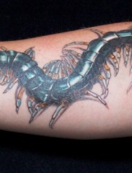 手臂上一条长长的蜈蚣纹身
