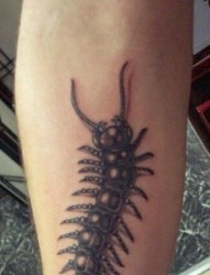 手臂上一款个性的蜈蚣纹身