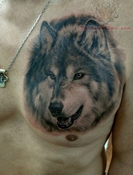 胸部时尚帅气的狼头纹身