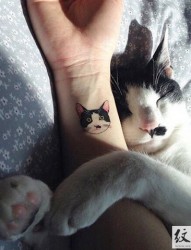 猫奴最爱的猫咪纹身
