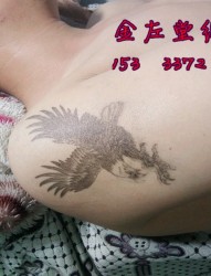 老鹰纹身 安阳水冶纹身金左堂纹身盖疤痕 修改纹身