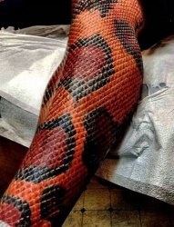 腿部神奇的彩色蛇皮纹身图片