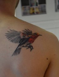 男子右后肩背上飞翔的知更鸟纹身图片