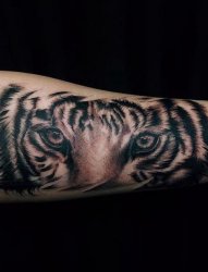 男生手臂上黑灰点刺技巧动物老虎纹身图片