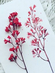 多款唯美小清新植物素材文艺花朵纹身手稿