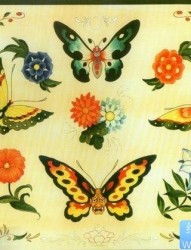 一组漂亮流行的彩色蝴蝶