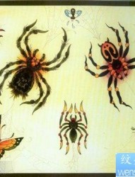 前卫流行的一组蜘蛛纹身