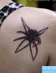 女性纹身图片：肩部彩色蜘蛛纹身图案