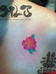 女孩子肩膀处小巧的樱花纹身图片