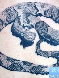 男生纹身图片―逼真写实蛇纹身图片