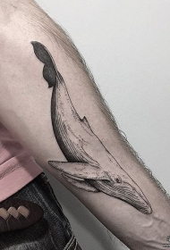 男士小臂鲸鱼纹身tattoo图案