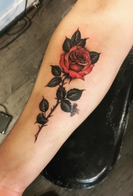 小臂欧美红玫瑰彩色纹身图案
