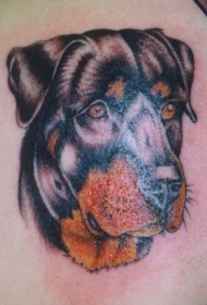 罗威纳犬头像彩色纹身图案