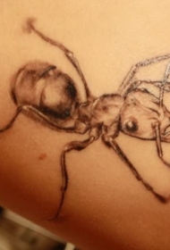 漂亮的灰色蚂蚁纹身图案