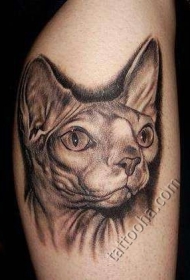 手臂自然逼真的五毛猫纹身图案
