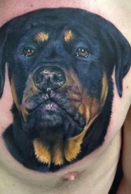 胸部彩色的丰富多彩罗威纳犬纹身图案