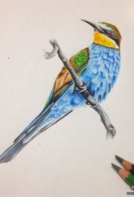 欧美彩色鸟school纹身图案手稿