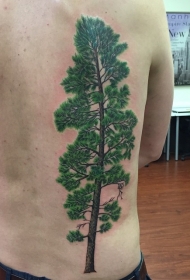 背部华丽的自然彩色松树纹身图案