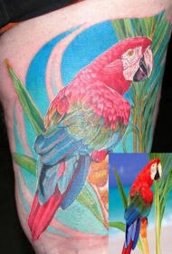 大腿逼真的彩色金刚鹦鹉和植物纹身图案