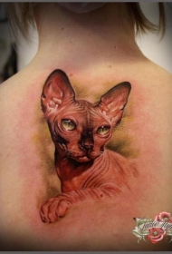 背部写实逼真的彩色无毛猫纹身图案