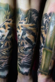 小臂传统写实的彩色老虎和竹子纹身图案