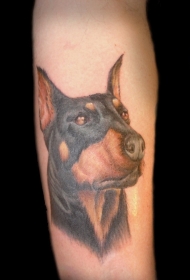 手臂逼真的彩色杜宾犬头纹身图案