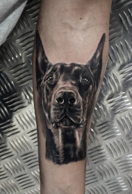 男人胳膊黑白杜宾犬纹身图案