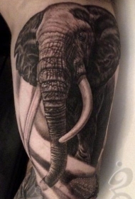 手臂非常逼真的黑白大象纹身图案
