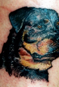 美丽的黑色罗威纳犬头像纹身图案