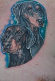胸部杜宾犬和蓝色背景纹身图案