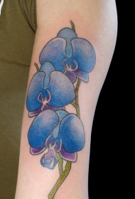 蓝兰的蝴蝶兰花朵手臂纹身图案